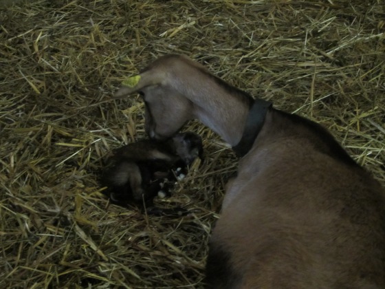 Dark pic of the baby goat who was born prematurely