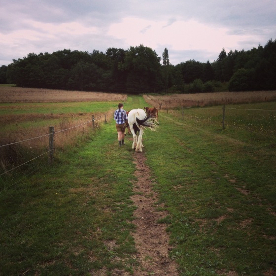 That's me leading Olek the horse and Génoise and Éra the cows